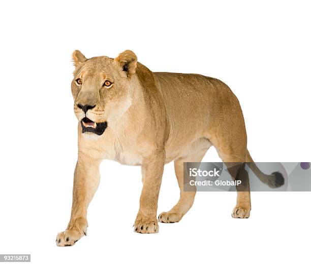 Lioness Panthera Leo Stock Photo - Download Image Now - Cut Out, Lion - Feline, Animal