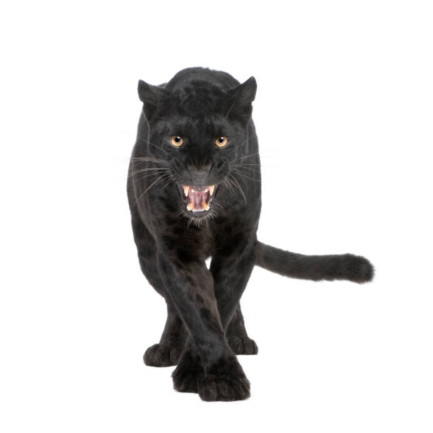 A six year old black leopard on a white background Black Leopard (6 years) in front of a white background. prowling stock pictures, royalty-free photos & images