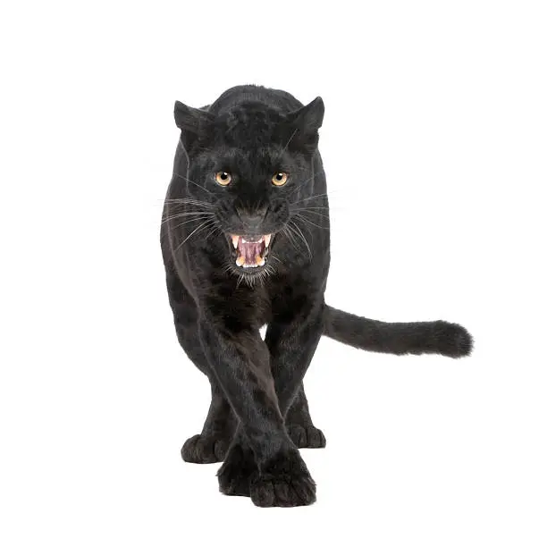 Photo of A six year old black leopard on a white background