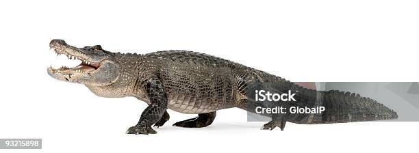 American Alligator 30 Jahre Stockfoto und mehr Bilder von Alligator - Alligator, Echte Krokodile, Freisteller – Neutraler Hintergrund