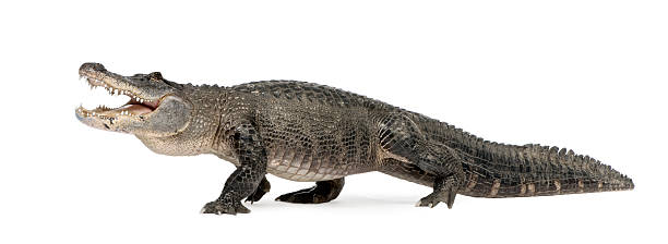 American Alligator (30 years)  crocodile stock pictures, royalty-free photos & images