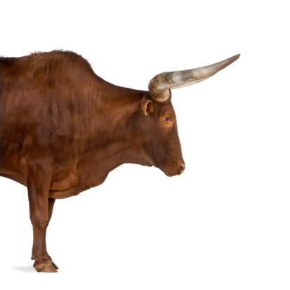 Ankole-Watusi in front of a white background.