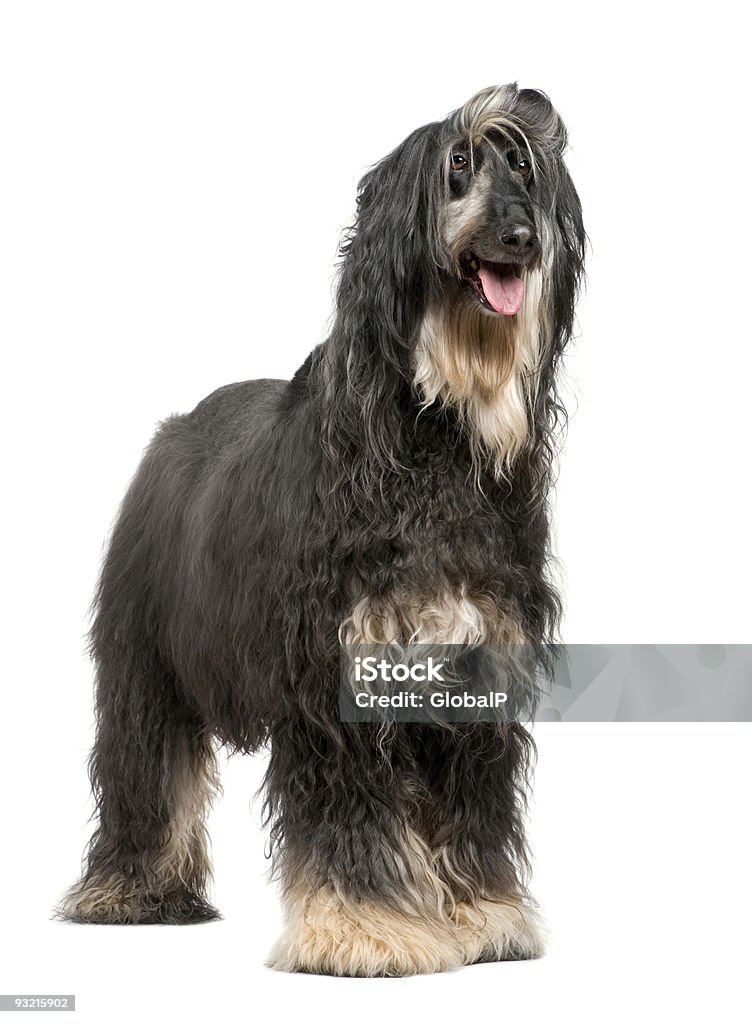 Afghan Hound (7 years)  Afghan Dog Stock Photo