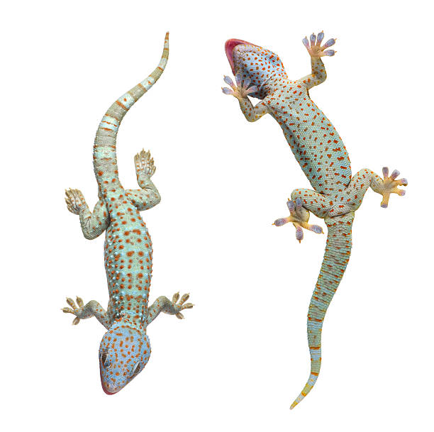 Two Tokay geckos on white background