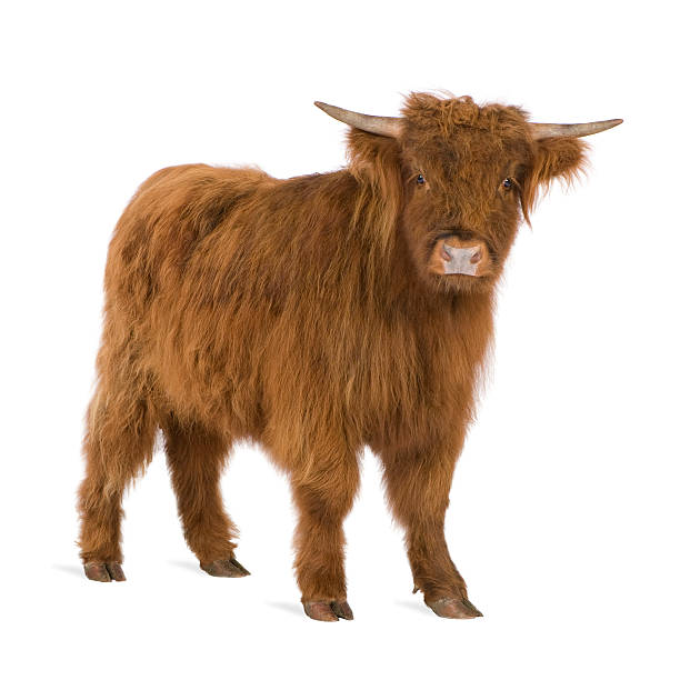 Young Highland Cow  highland cattle stock pictures, royalty-free photos & images