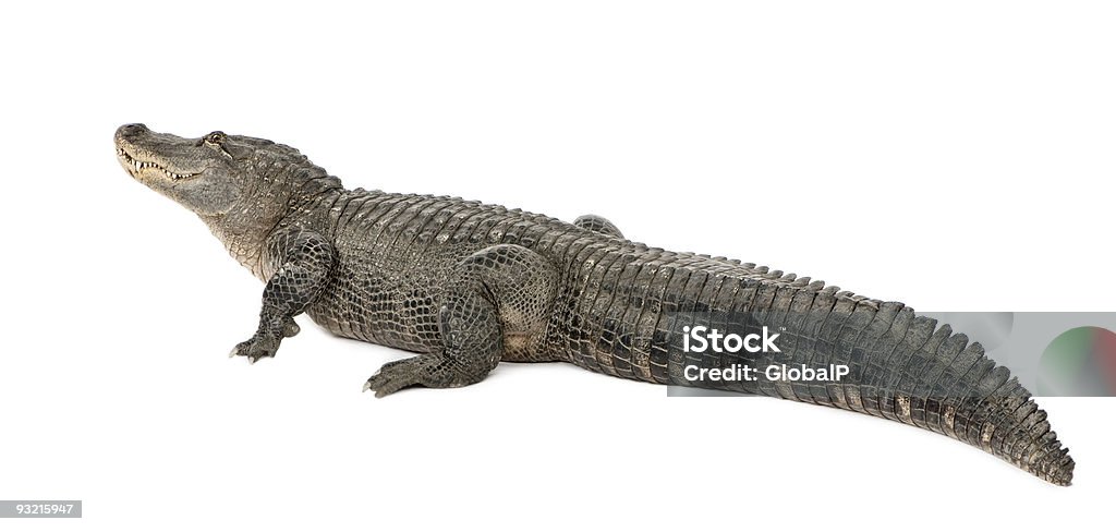 Alligatore americano (30 anni - Foto stock royalty-free di Vista posteriore