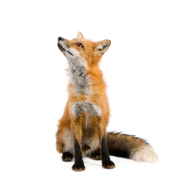 red fox (4 ans - renard photos et images de collection