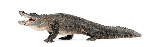 aligator amerykański (30 lat - american alligator zdjęcia i obrazy z banku zdjęć