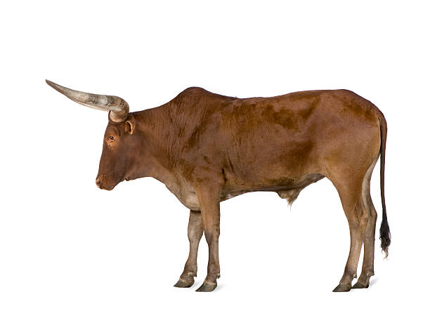 ankole-watusi - in ox стоковые фото и изображения