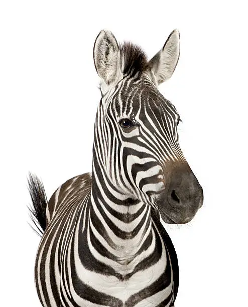 Photo of Zebra