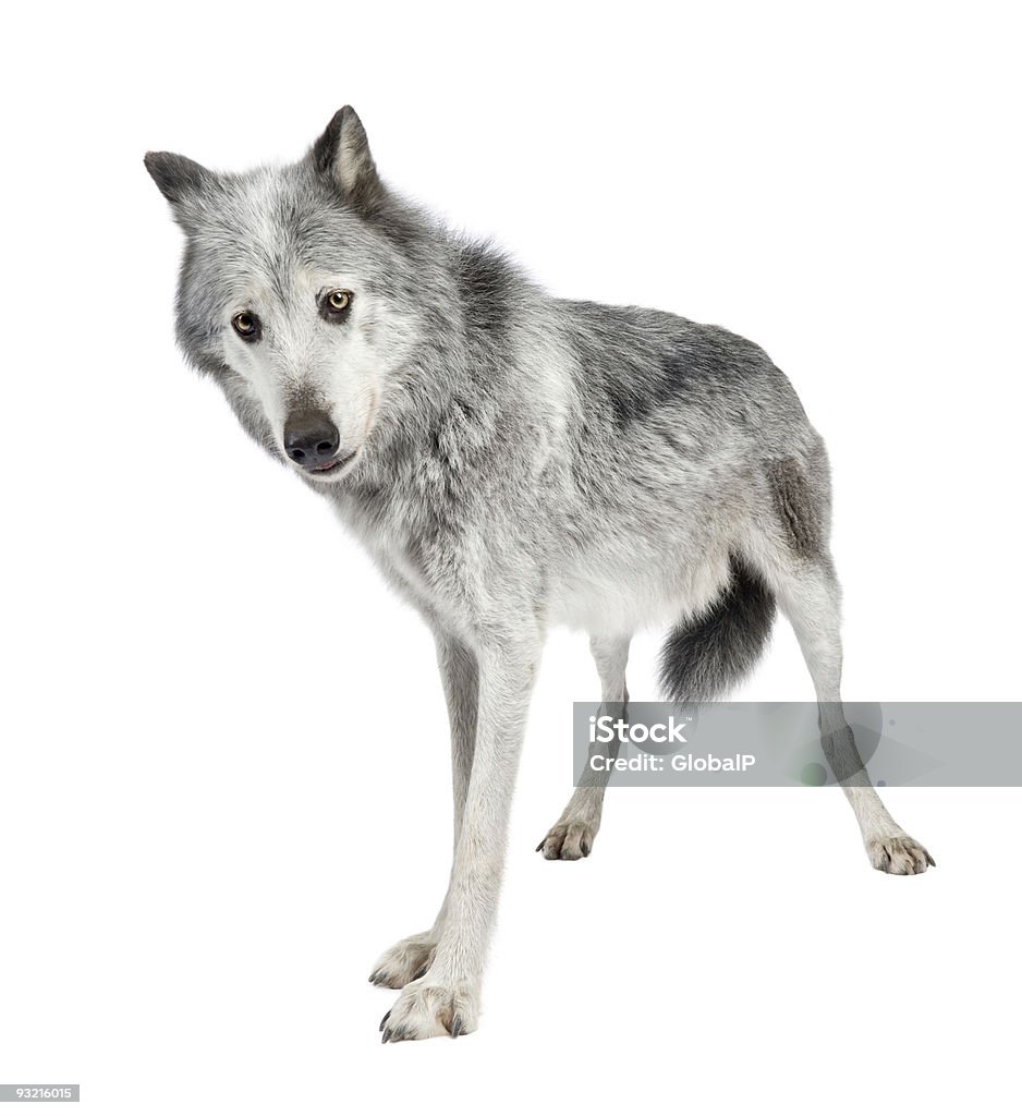 Sói Thung Lũng Mackenzie Canis Lupus Occidentalis Hình ảnh Sẵn có ...