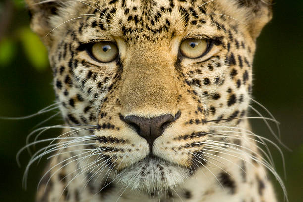 istock Leopard in the serengeti national reserve 93216018