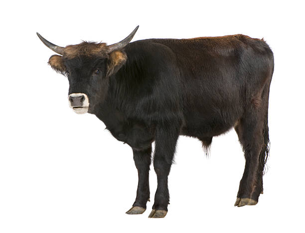 heck rind-auroch - bulle männliches tier stock-fotos und bilder
