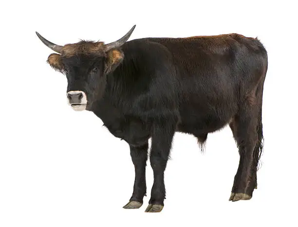 Photo of Heck cattle - auroch