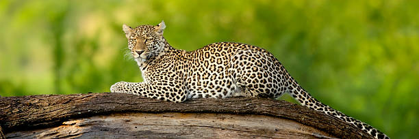 istock A leopard lying on a log in the Serengeti national reserve  93216035