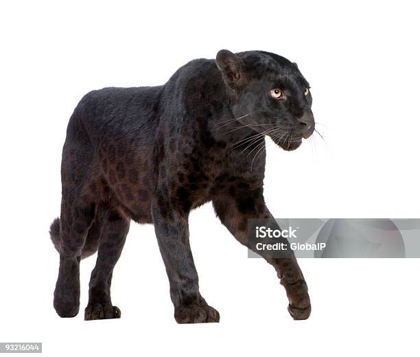 Leopardo Negro Frente A Un Fondo Blanco Foto de stock y más banco de imágenes de Leopardo negro - Leopardo negro, Leopardo, Jaguar - Felino