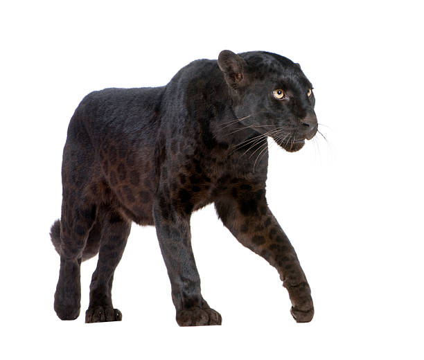 istock Black Leopard (6 years) in front of a white background. 93216044
