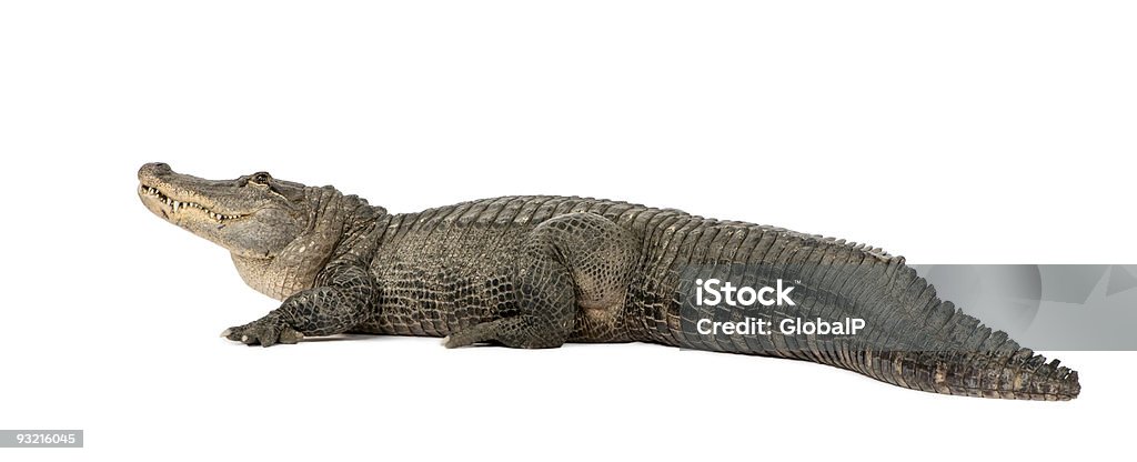 American Alligator (30 Jahre - Lizenzfrei Alligator Stock-Foto