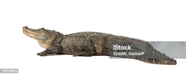 American Alligator 30 Jahre Stockfoto und mehr Bilder von Alligator - Alligator, Echte Krokodile, Weißer Hintergrund