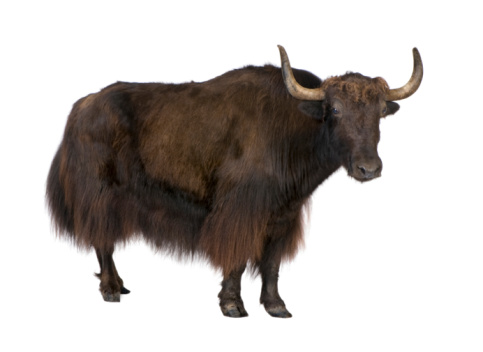 Yak in front of a white background.