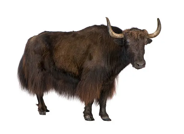 Photo of Brown yak on a white background