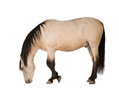 horse.jpg?b=1&s=170x170&k=20&c=DEl8PErJzsPJMRB2ab5__4Ig0SPunes86Z6UHpZV7m4=