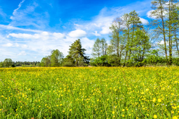 istock Meadow with flowers in spring green landscape and blue sky 932160580