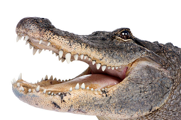 Close-up of a 30 year old American Alligator with open jaw American Alligator (30 years) - Alligator mississippiensis in front of a white background. predator teeth stock pictures, royalty-free photos & images