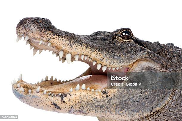 Американский Аллигатор 30 Лет — стоковые фотографии и другие картинки Аллигатор - Аллигатор, Открытый рот, Съёмка сбоку