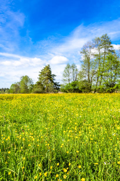 istock Spring flowers on meadow with, grass field and trees, green landscape 932160648
