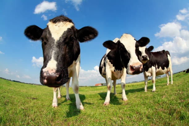 istock cute cows on green pasture via wide angle over blue sky 932160784