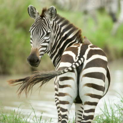 Zebra out in the wild.