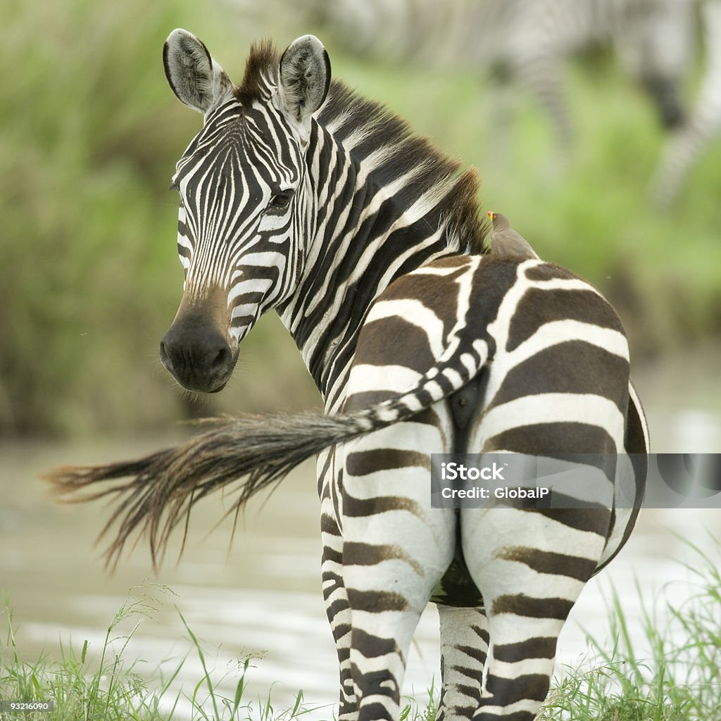 Zebra w naturze - Zbiór zdjęć royalty-free (Zebra)
