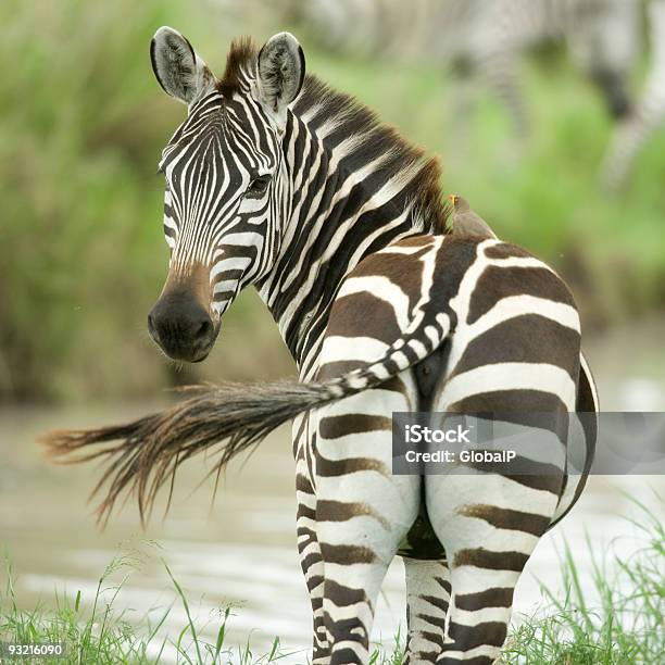 Zebra W Naturze - zdjęcia stockowe i więcej obrazów Zebra - Zebra, Od tyłu, Ogon