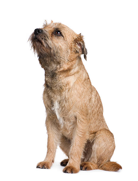Border Terrier  border terrier stock pictures, royalty-free photos & images