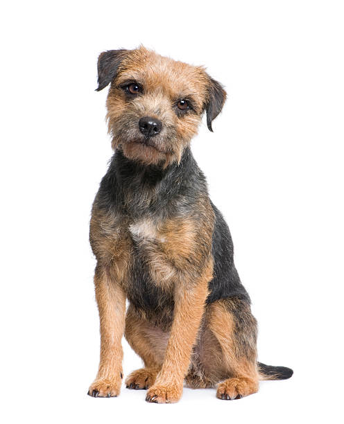 Border Terrier  border terrier stock pictures, royalty-free photos & images