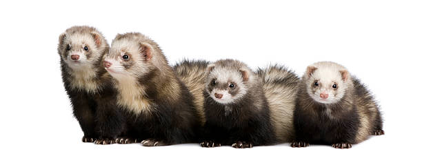 istock ferret - Mustela putorius furo 93216130