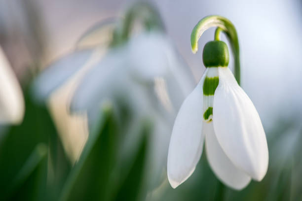 istock Spring snowdrop flowers blooming in sunny day 932161302