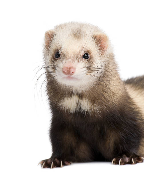 istock ferret - Mustela putorius furo 93216135
