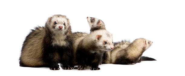 istock ferret - Mustela putorius furo 93216138