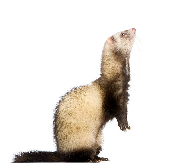 istock ferret - Mustela putorius furo 93216142