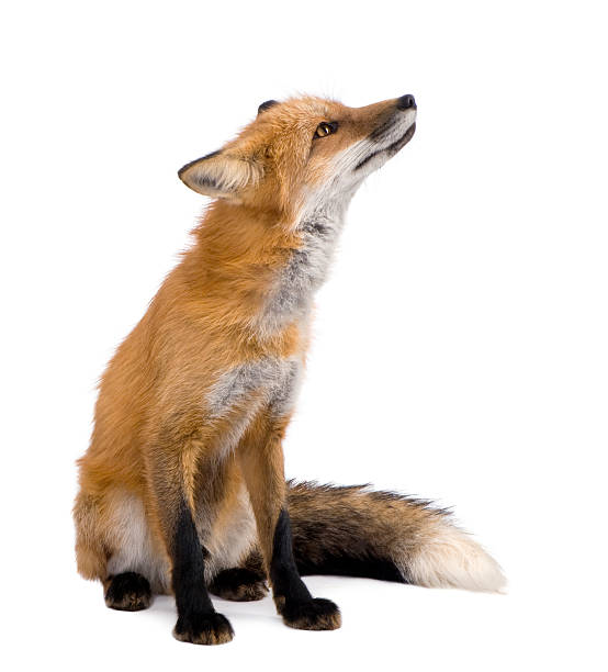 red fox (4 jahre - rotfuchs stock-fotos und bilder