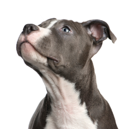 American Staffordshire terrier puppy (3 months) in front of a white background.