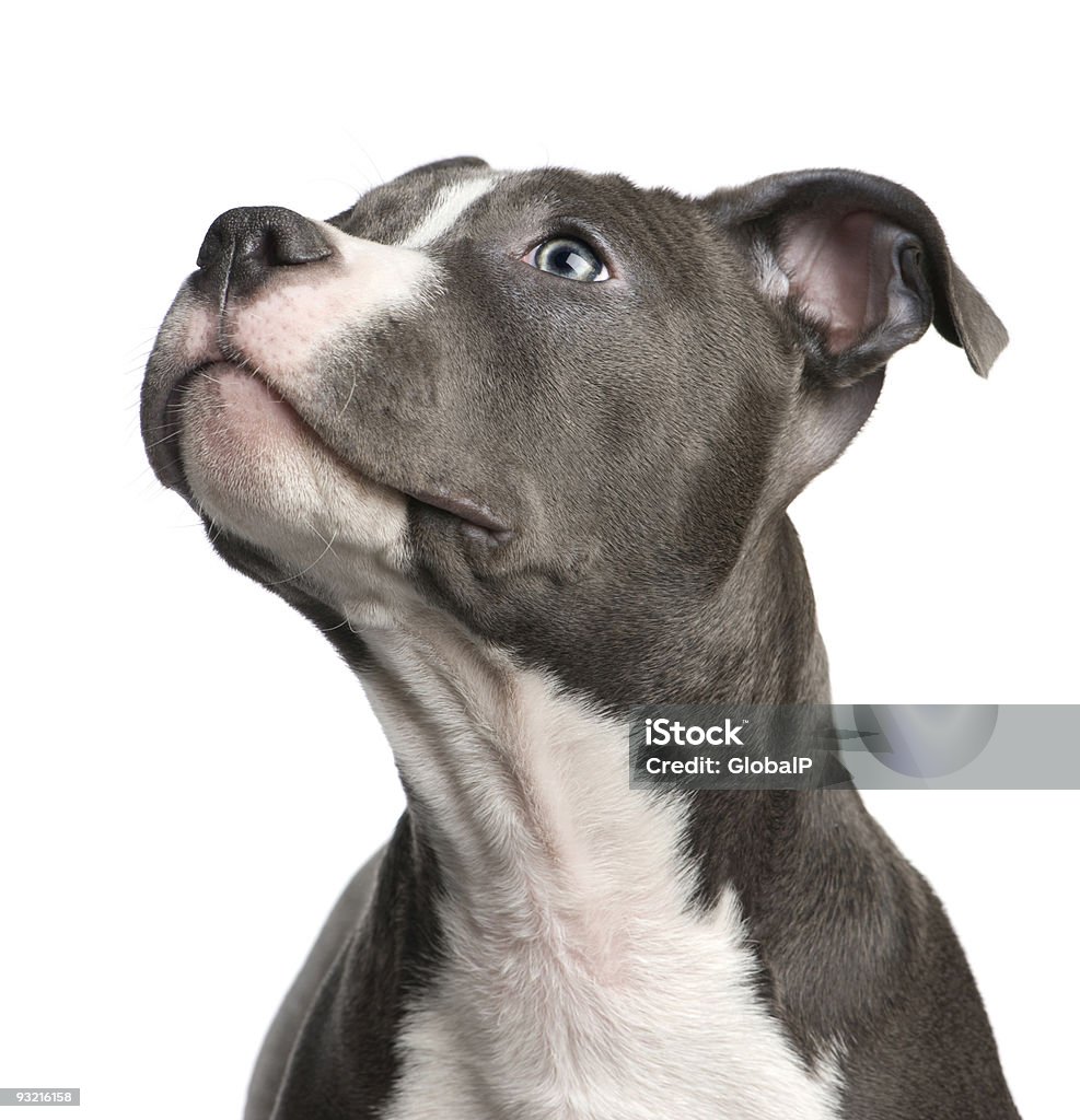 3 Month old American Staffordshire puppy isolated on white American Staffordshire terrier puppy (3 months) in front of a white background. Dog Stock Photo