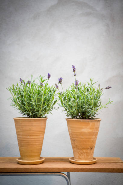 pots with lavender. - flower purple twin blossom imagens e fotografias de stock