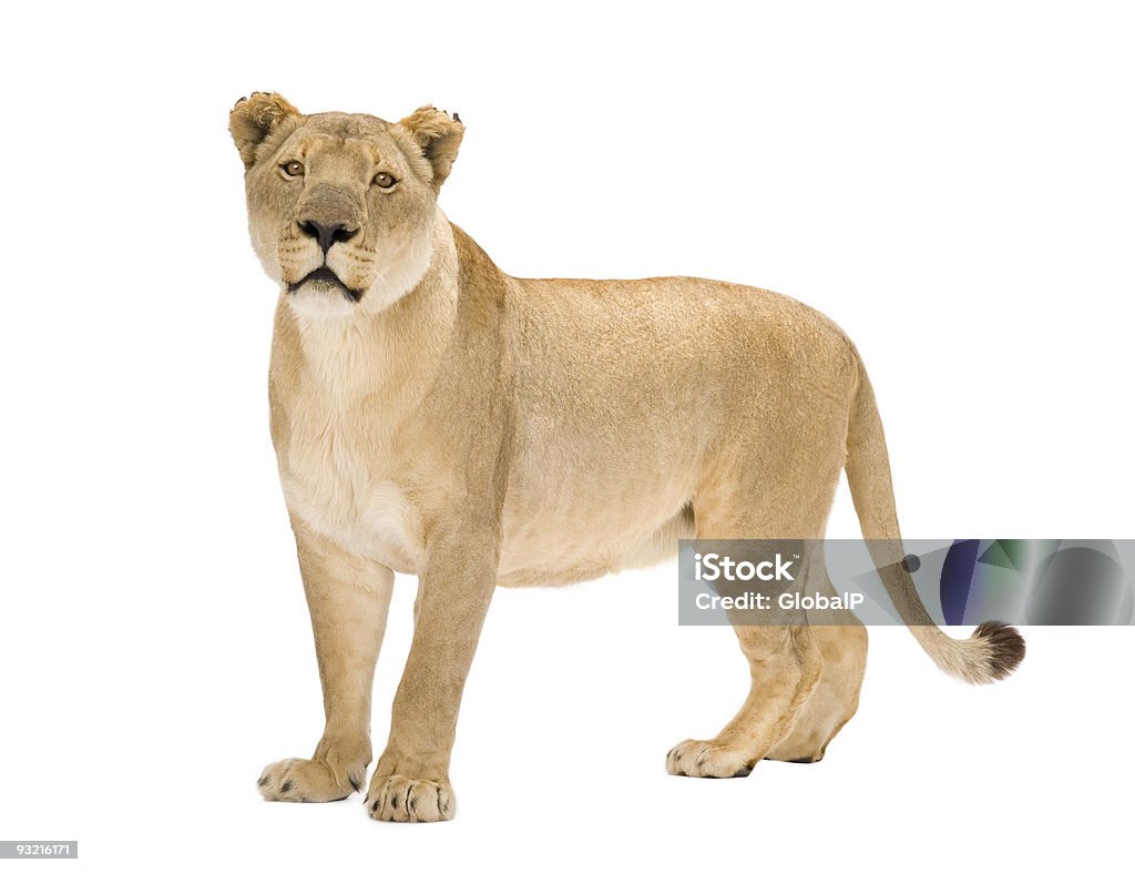 8 year old Panthers Leo lioness isolated on white background Lioness (8 years) - Panthera leo in front of a white background. Lion - Feline Stock Photo