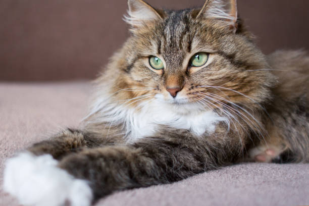 istock beautiful cat stretching paw on the bed with pleasure 932161778