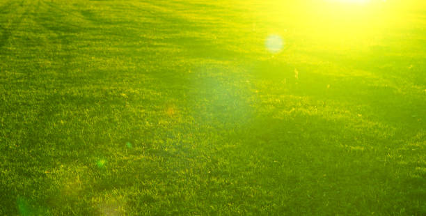 istock Landscape field in the morning. Summer or spring meadow nature 932161788