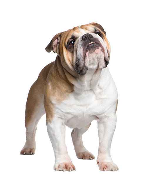 istock english Bulldog (6 years) 93216181