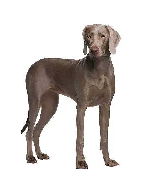 Weimaraner (9 months) in front of a white background.